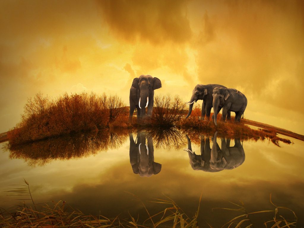 Thailand Elephants wallpaper