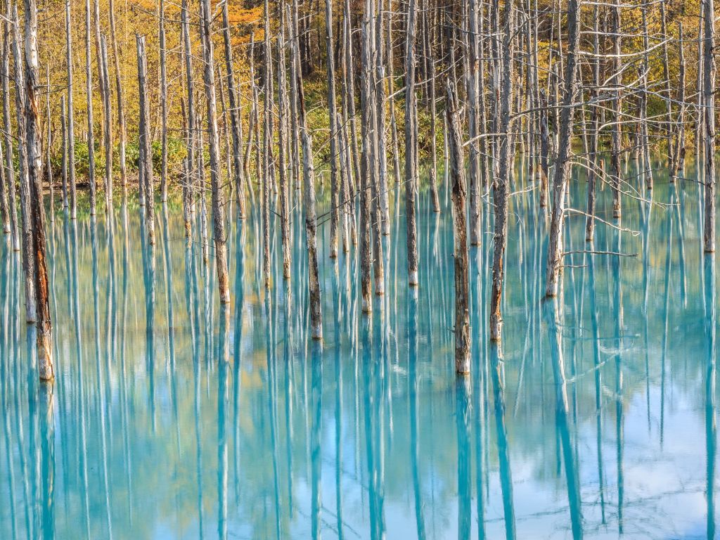 The Blue Pond in Biei Hokkaido Japan wallpaper