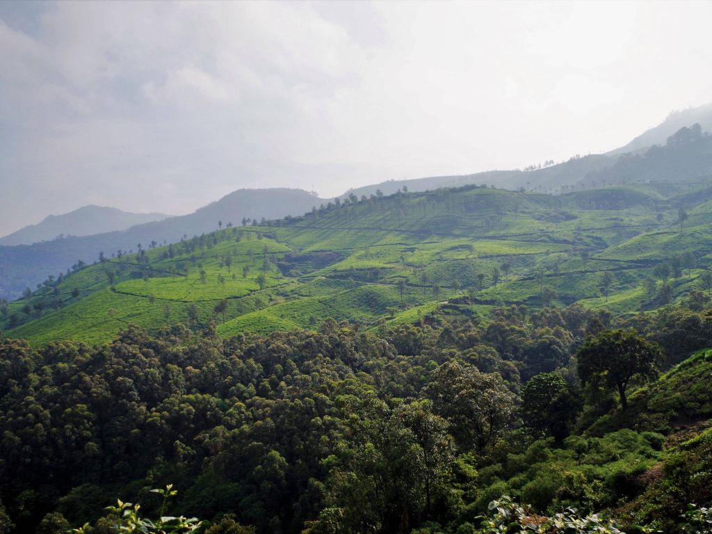 The Evergreen Tea Plantations - Munnar Kerala India wallpaper