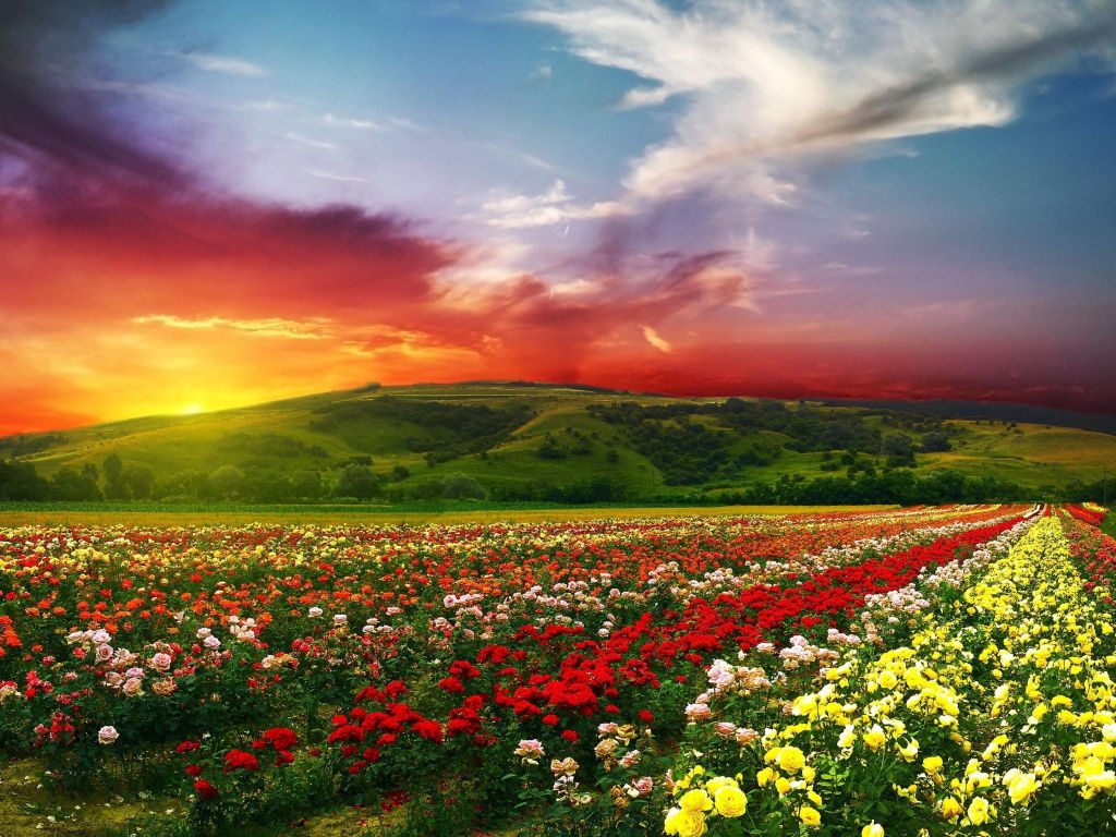 The Flowers of The Garden : Sky Striking Flowers Grand Finale wallpaper