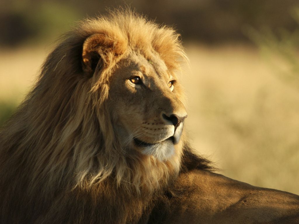 The Male African Lion 20943 wallpaper
