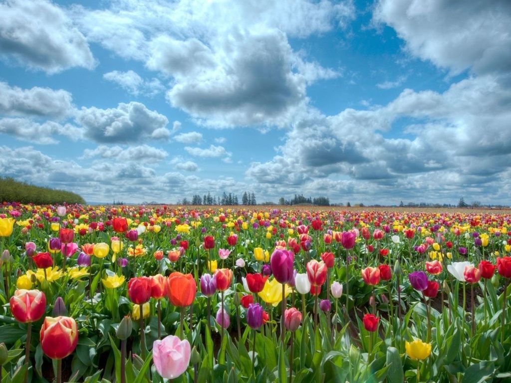 The World Most Beautiful Collection Of Flowers wallpaper