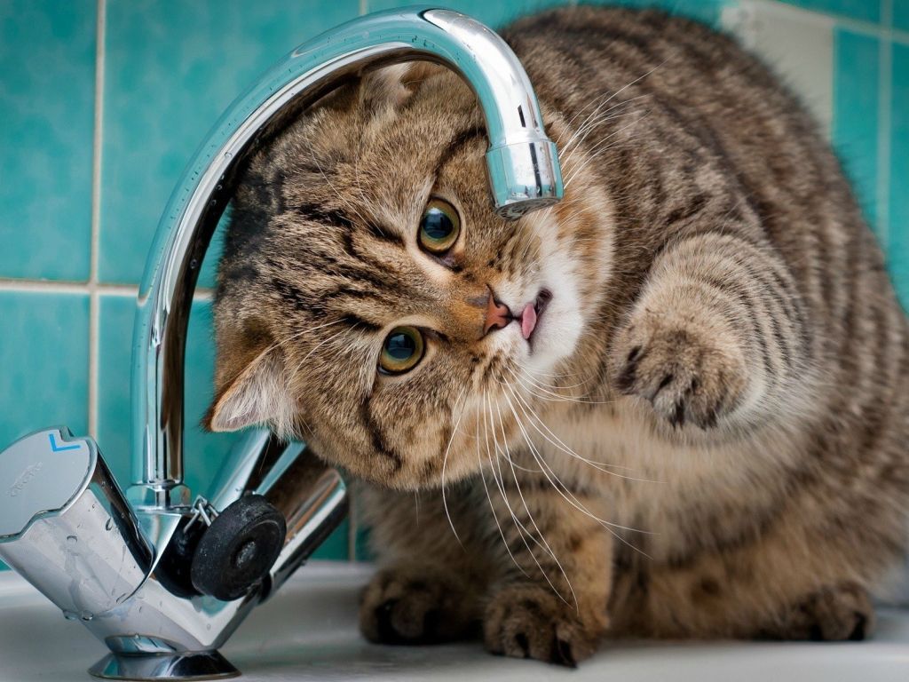 Thirsty Cat wallpaper
