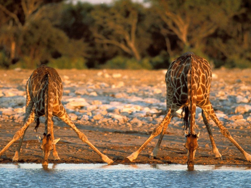Thirsty Giraffes Etosha National Park Namibia wallpaper