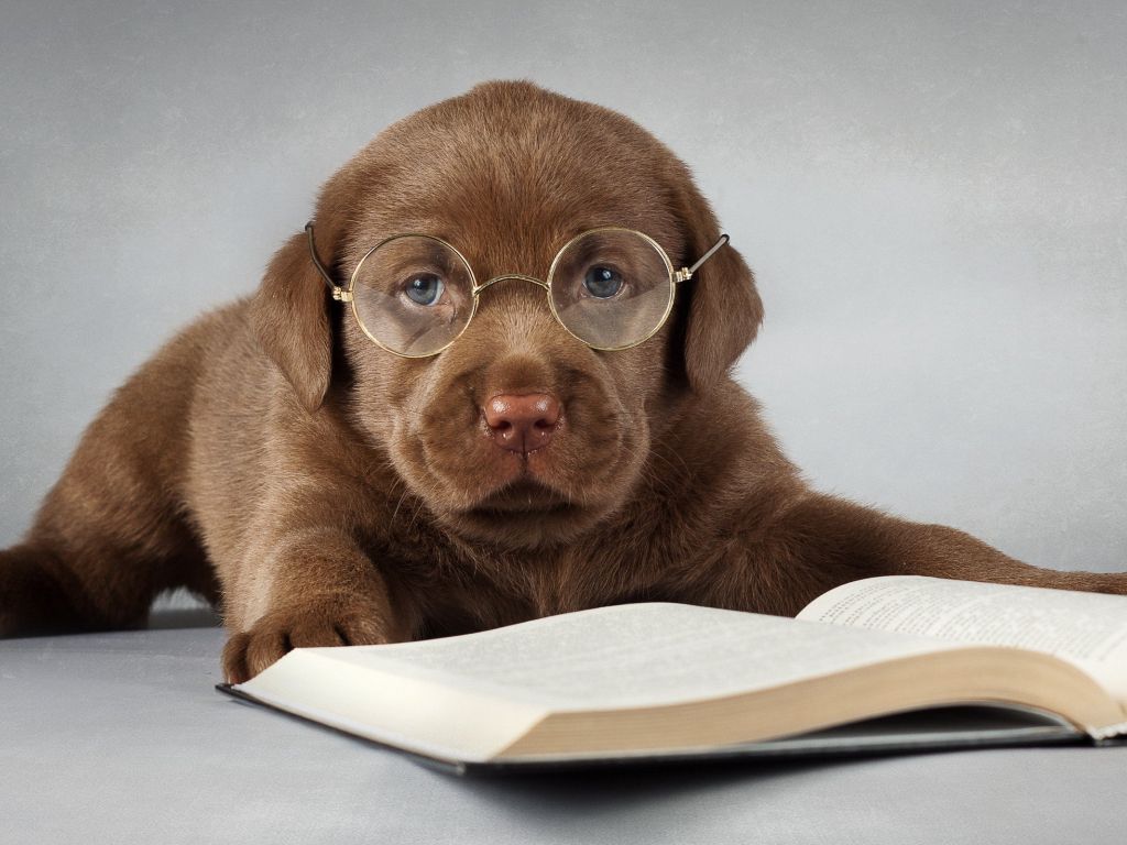 This Dog Has Weak Eyesight and Using Glasses to Read Book wallpaper