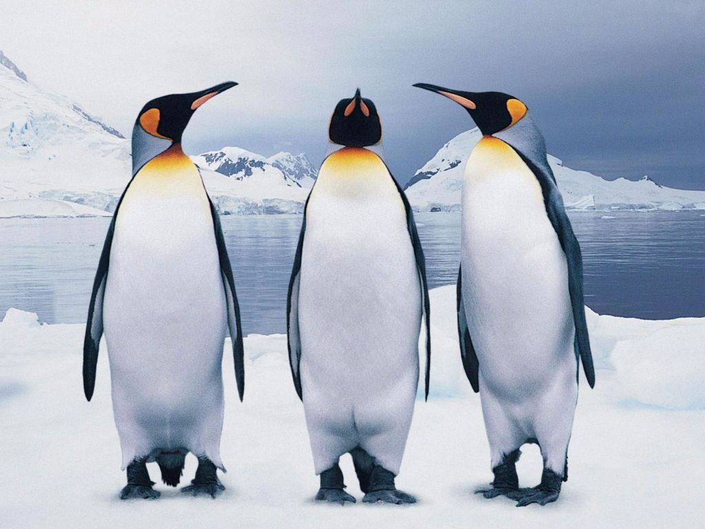Three Penguin wallpaper