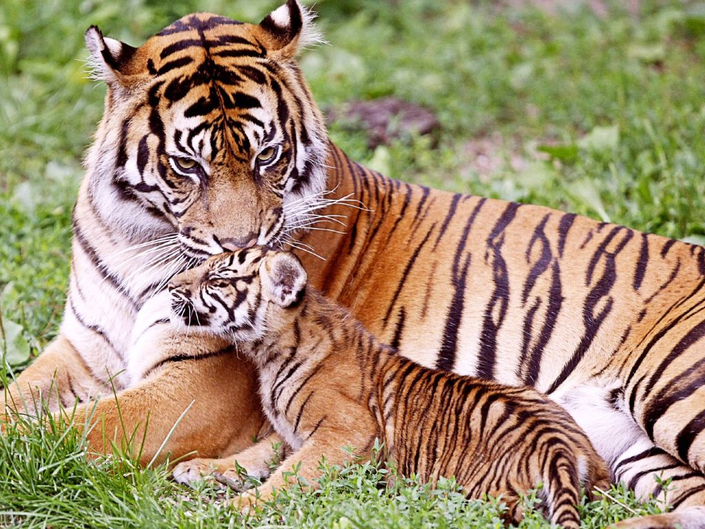 Tiger and Baby Tiger wallpaper