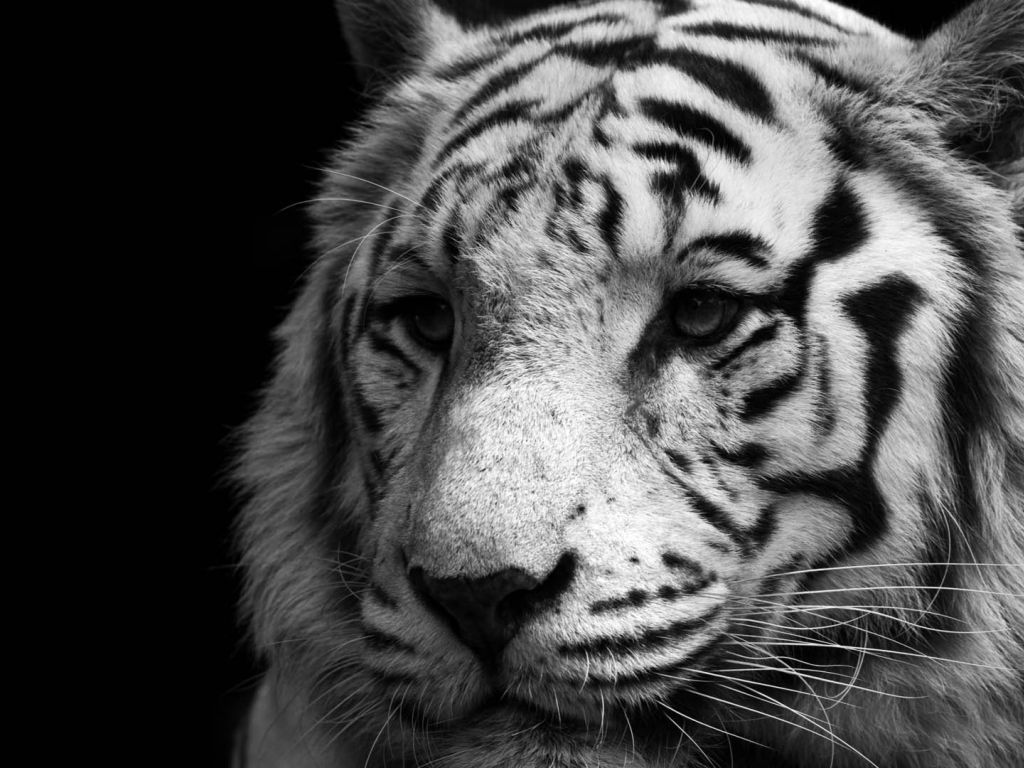 Tiger Black And White wallpaper