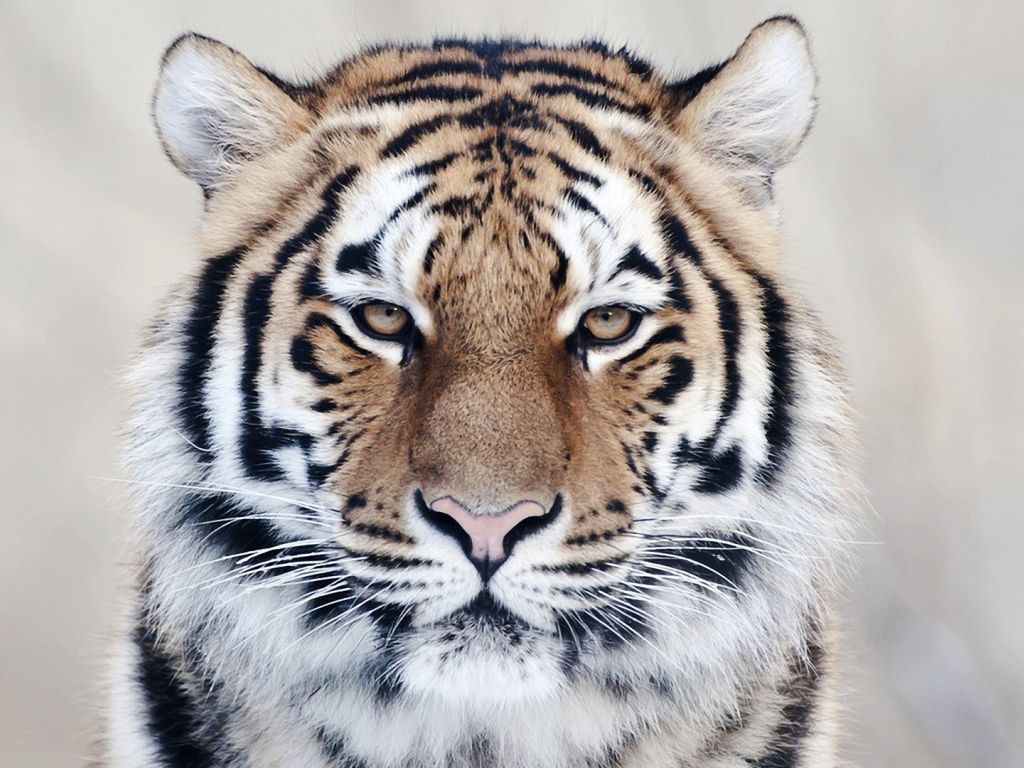 Tiger Close Up 20941 wallpaper