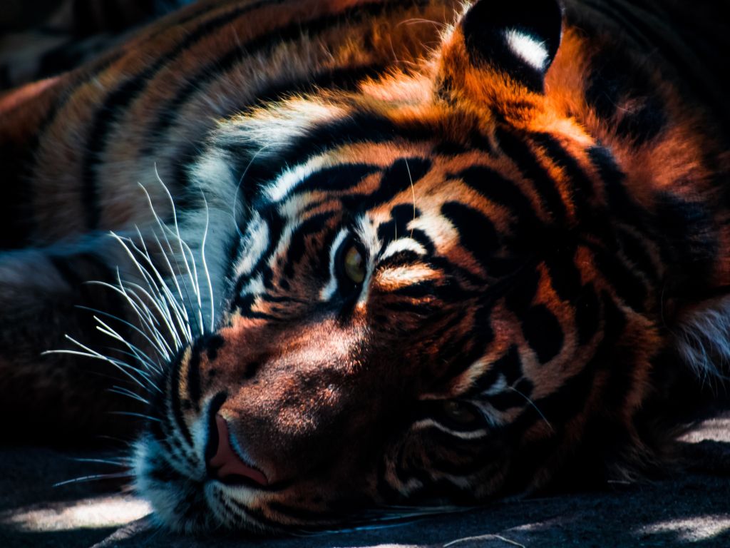 Tiger Closeup wallpaper