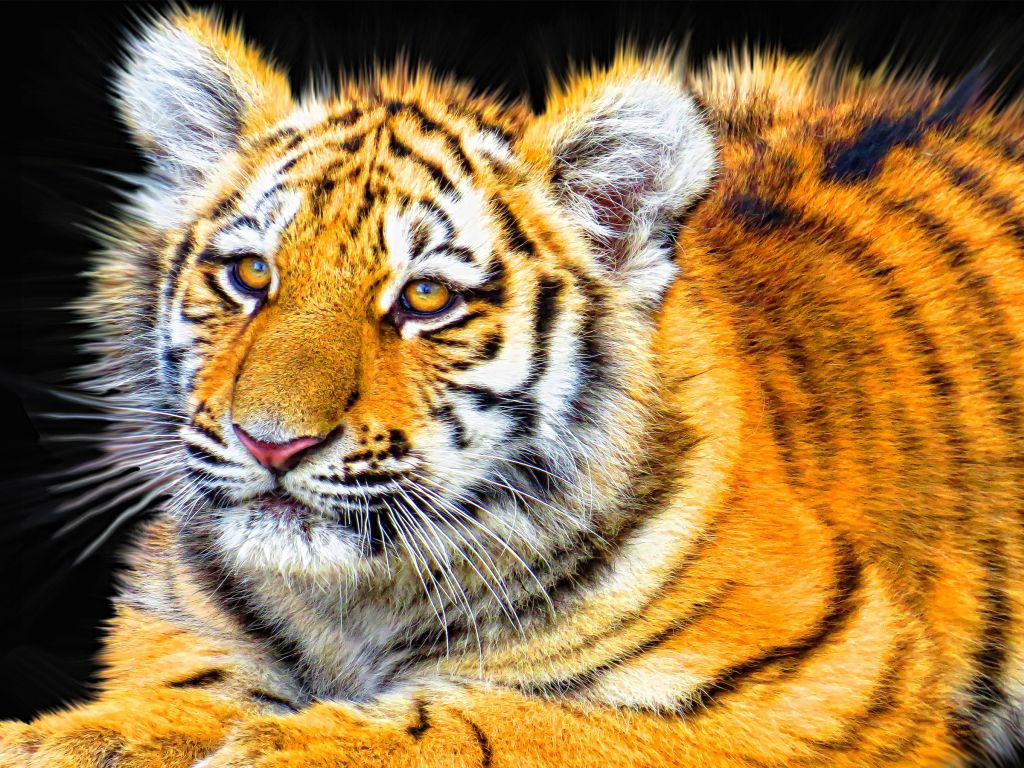 Tiger Cub wallpaper