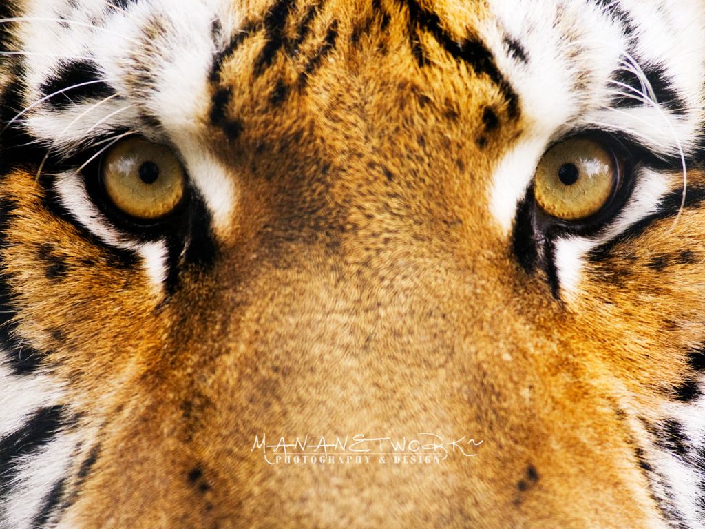 Tiger Eyes wallpaper