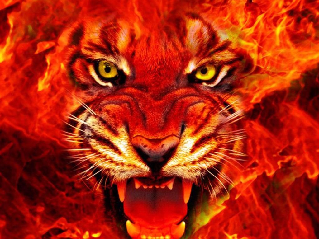 Tiger-Fire-HD wallpaper