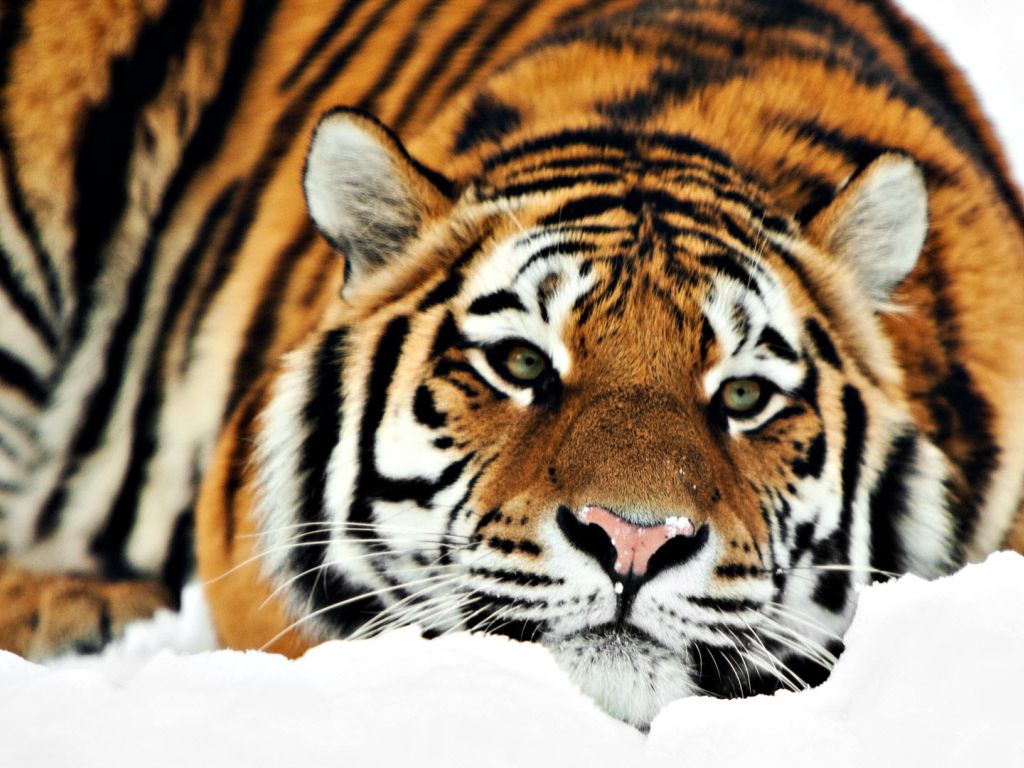 Tiger HD 1080p wallpaper