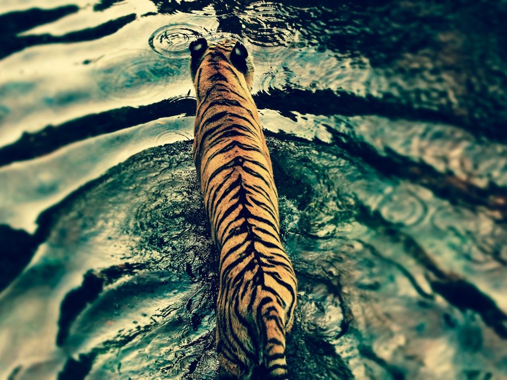 Tiger in Disneys Animal Kingdom wallpaper