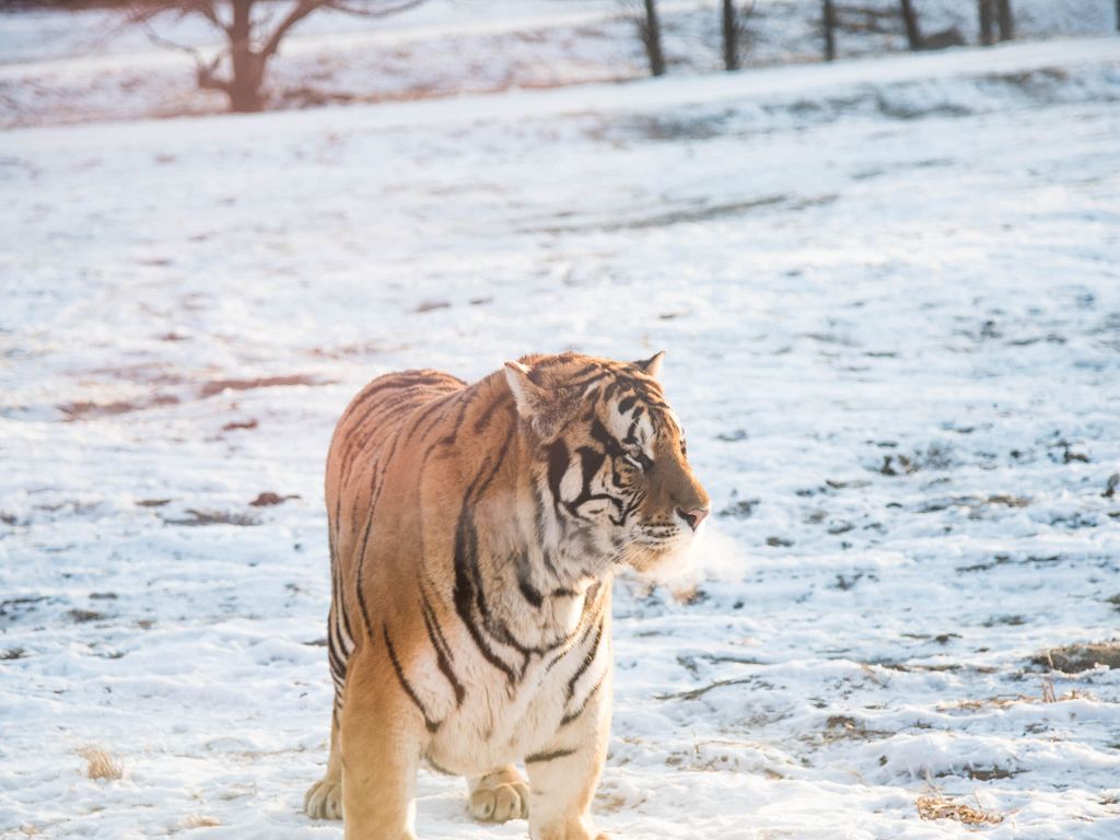 Tiger in the Snow Harbin China wallpaper