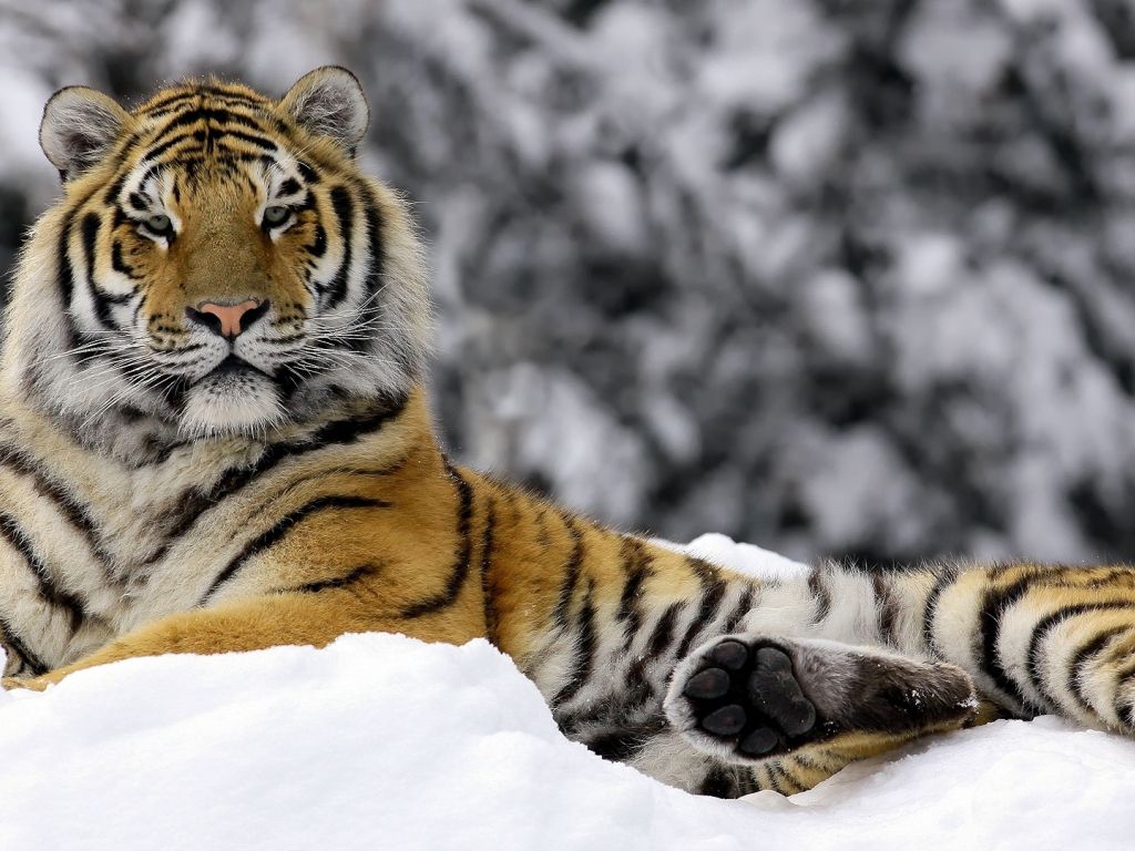 Tiger in Winter wallpaper