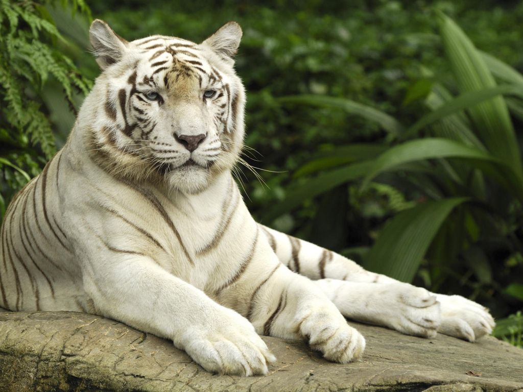 Tiger Panthera Tigris Singapore wallpaper