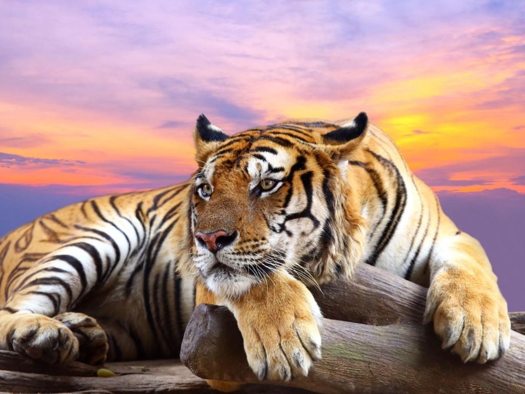 Tiger Resting 14498 wallpaper