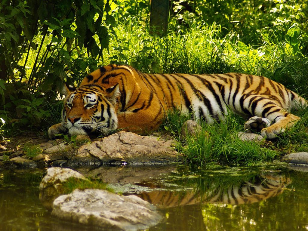 Tiger Resting 15567 wallpaper