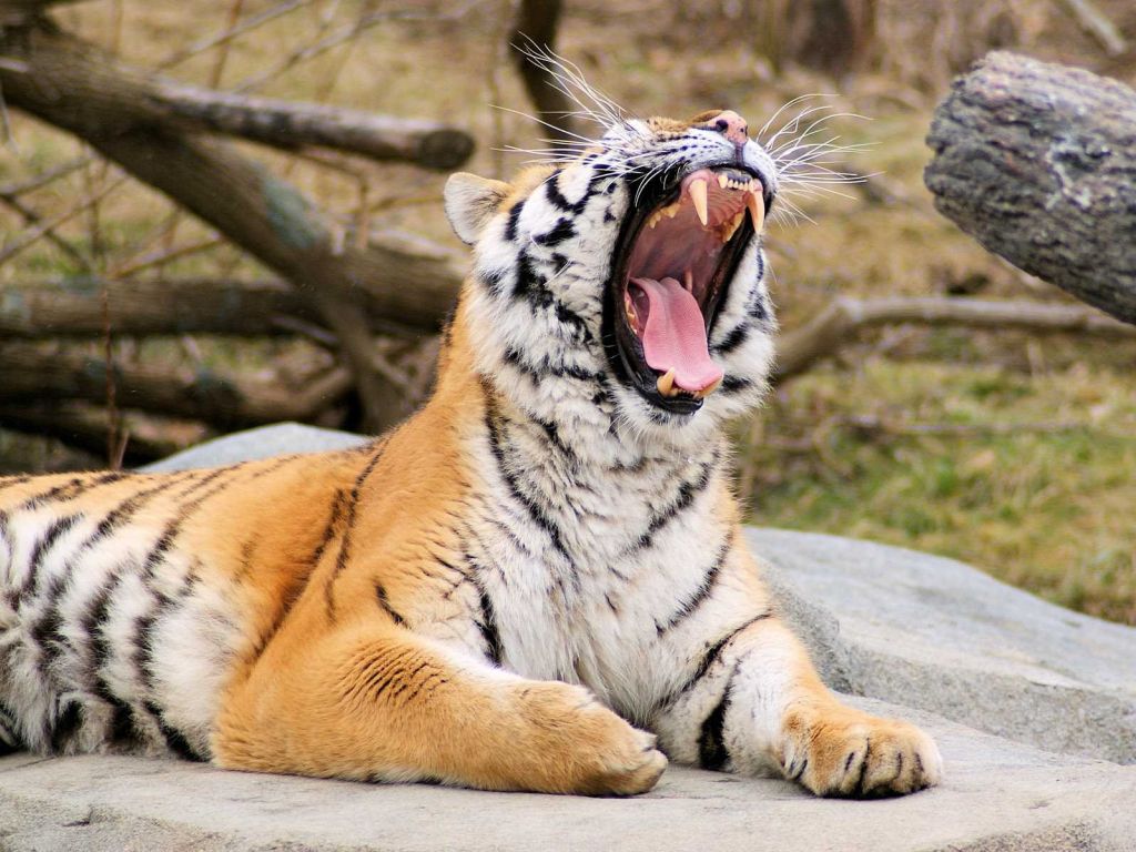 Tiger Roaring wallpaper