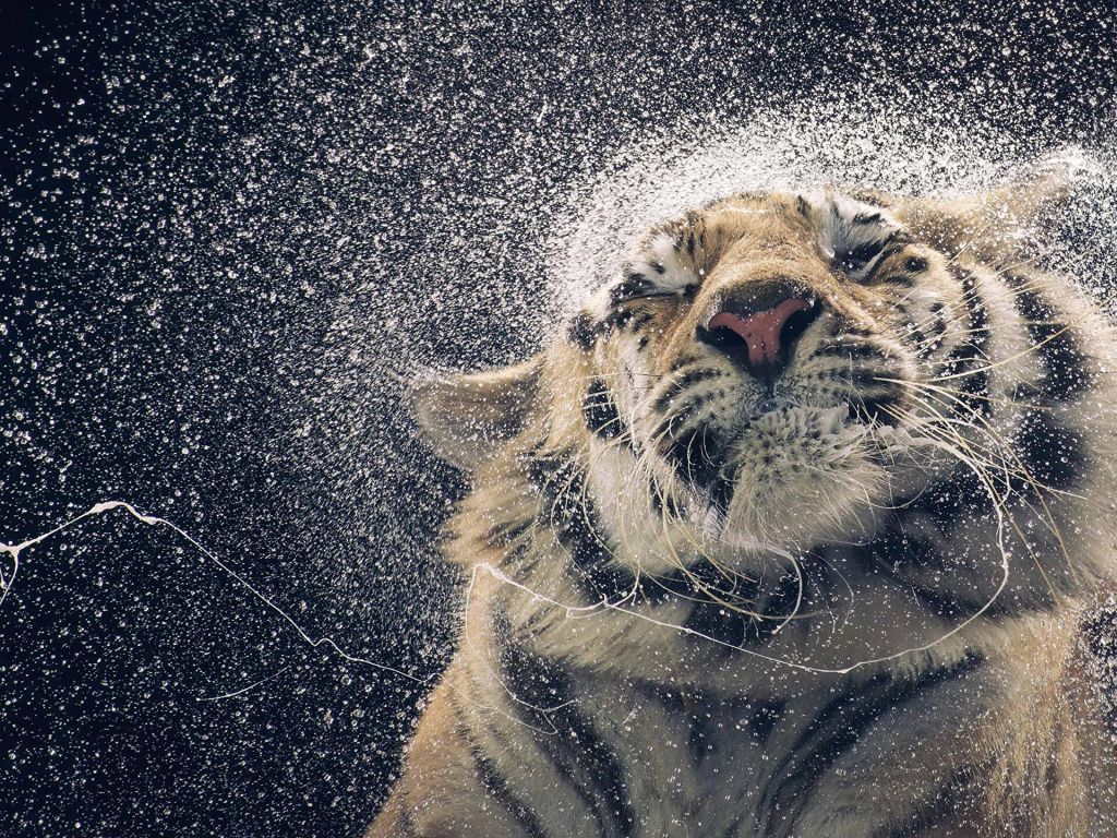 Tiger Shaking Water off Itself wallpaper