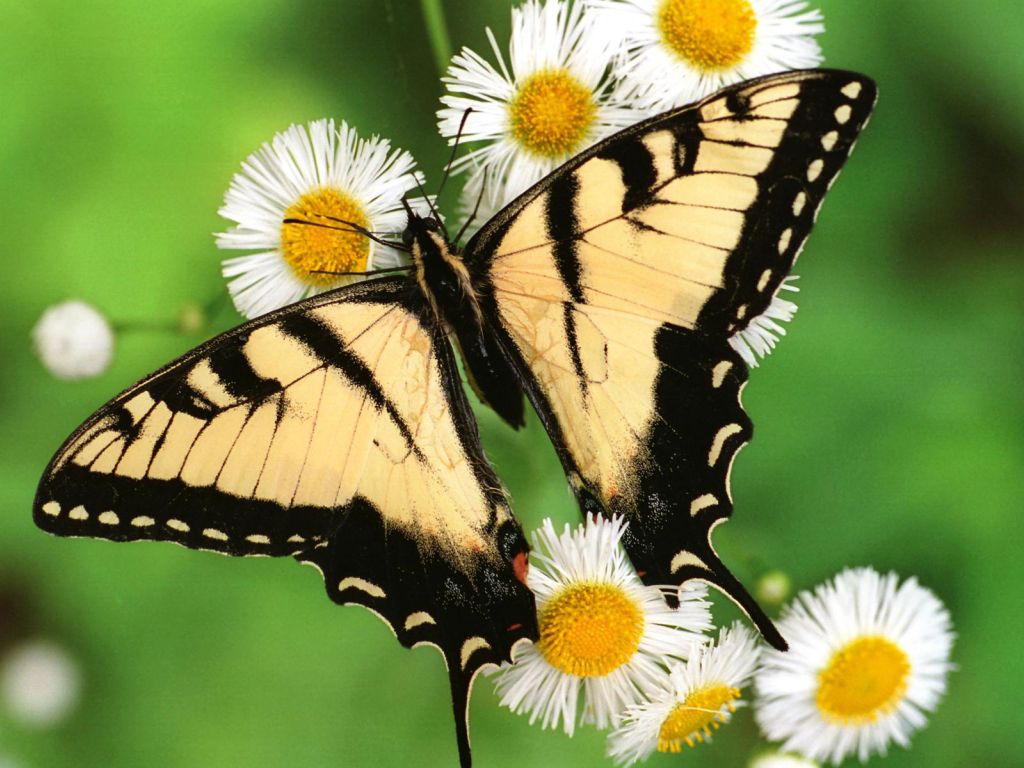 Tiger Swallowtail Butterfly wallpaper