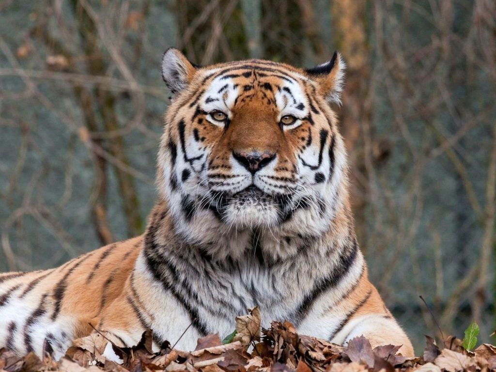 Tiger - The Beast wallpaper