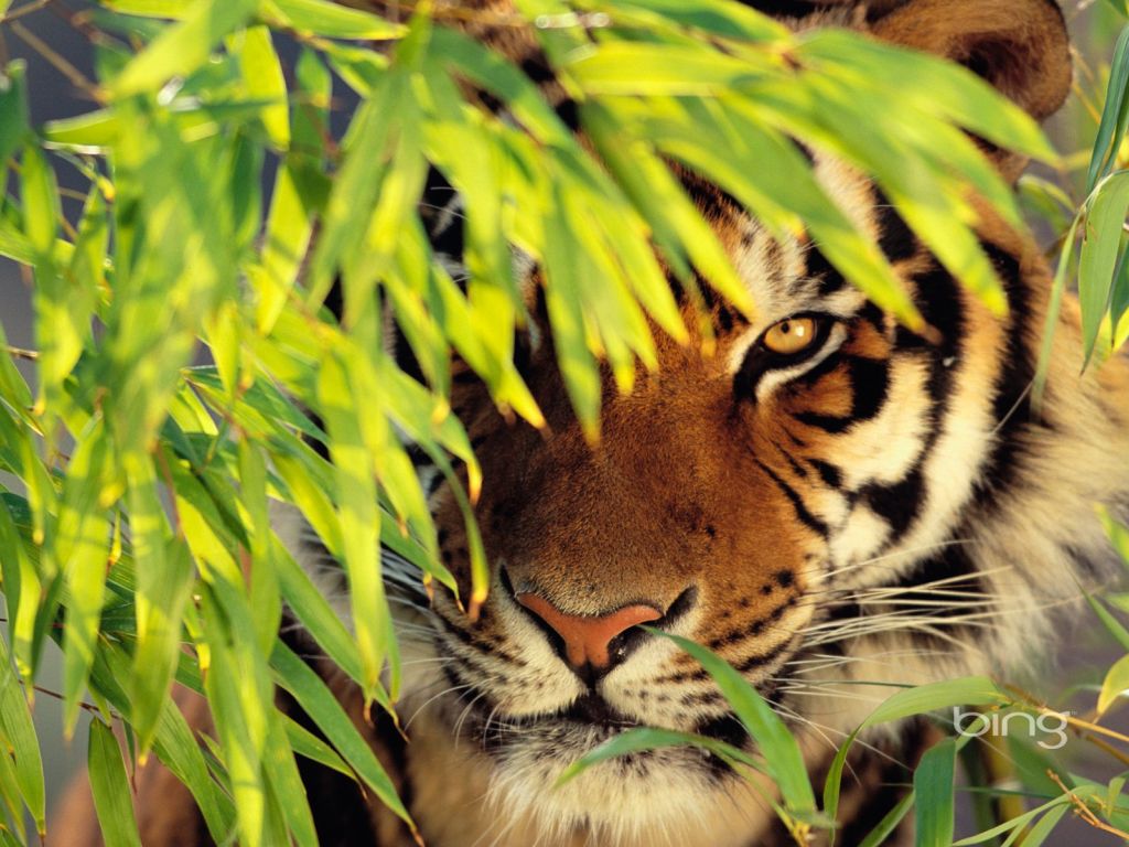 Tiger The King OF Jungle Beautifully Caught In Camera wallpaper