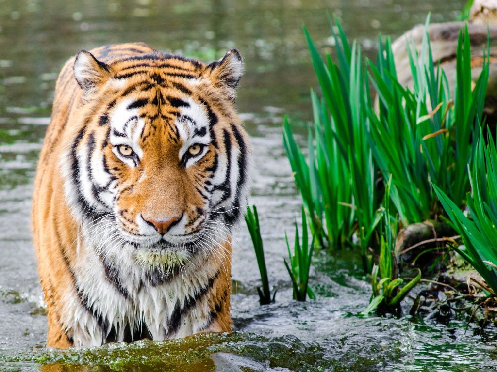 Tiger Wading Through the Water wallpaper