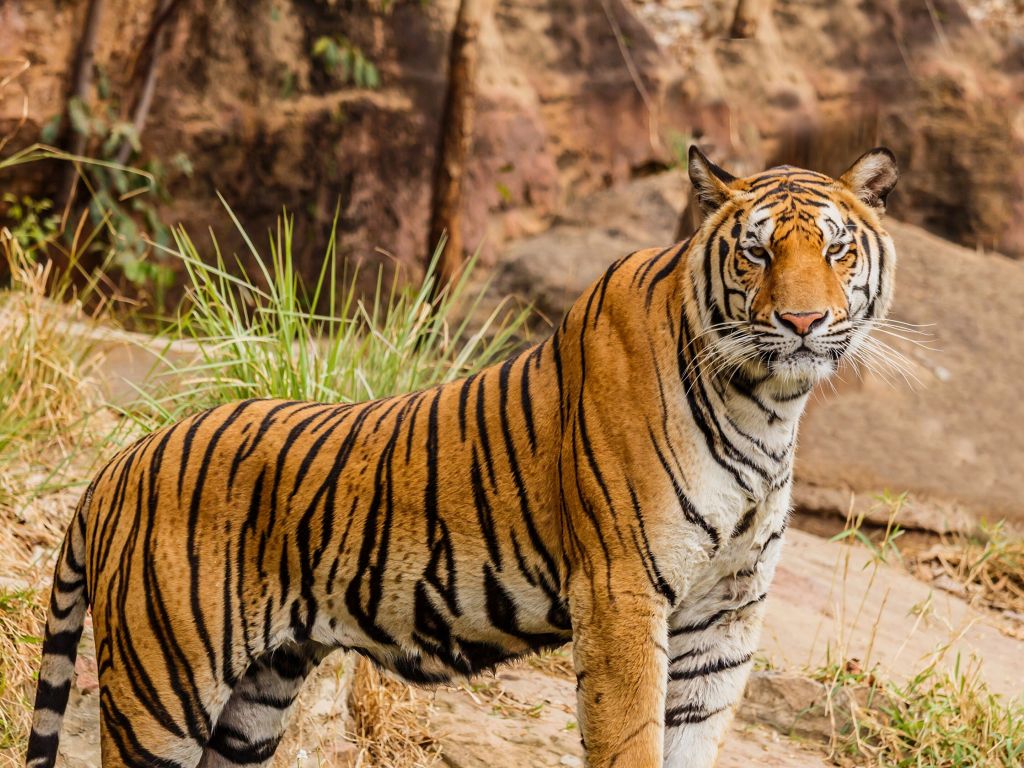 Tiger 4K wallpapers for your desktop or mobile screen free and easy to