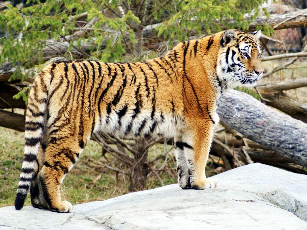 Tiger Widescreen HD wallpaper