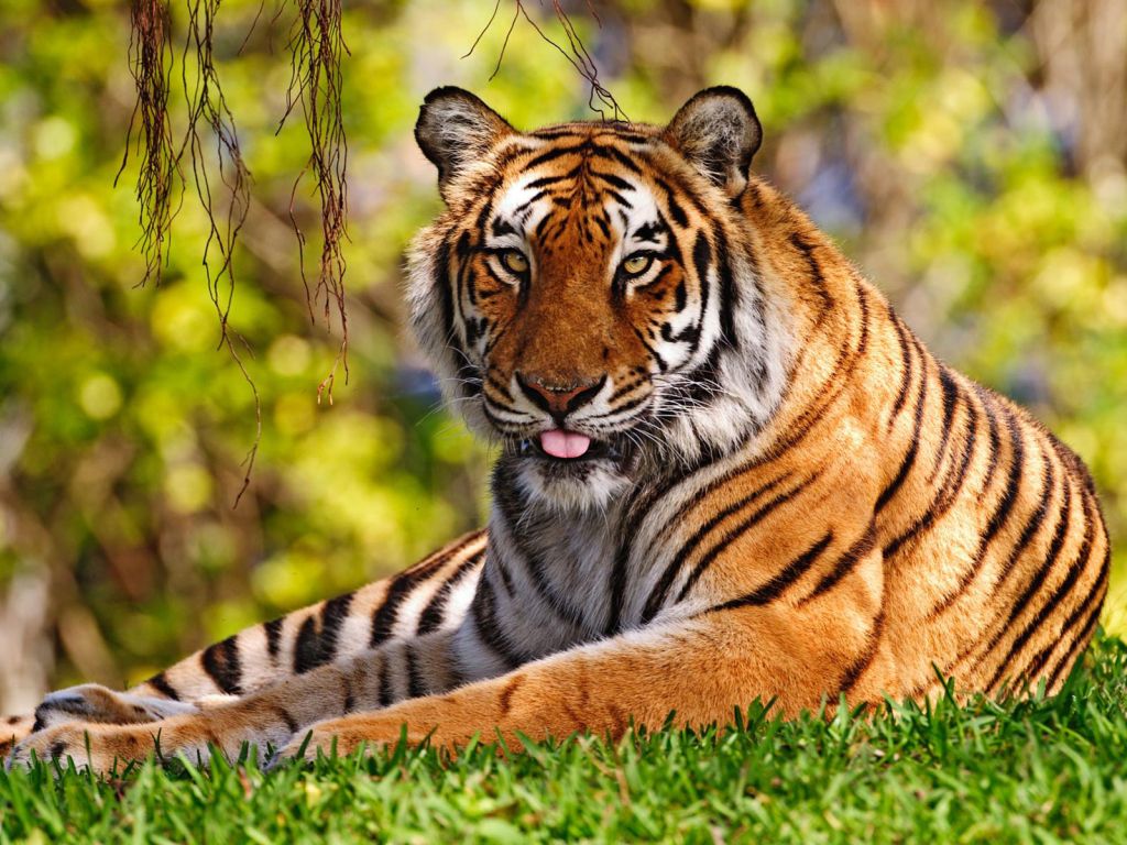 Tiger Widescreen wallpaper