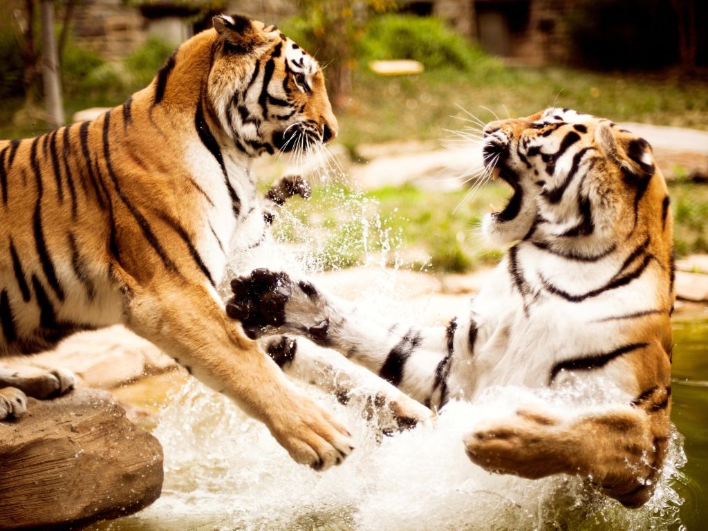 Tigers Playing wallpaper