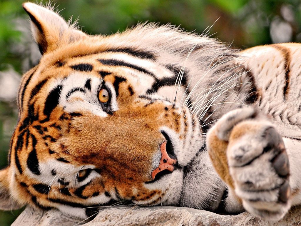 Tigger is Thinking About Own Girlfriend Hd wallpaper