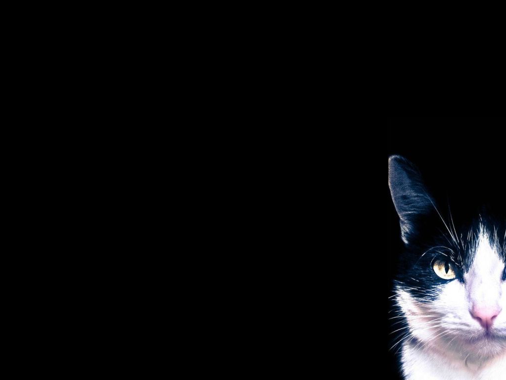 Took a Picture of My Cat wallpaper