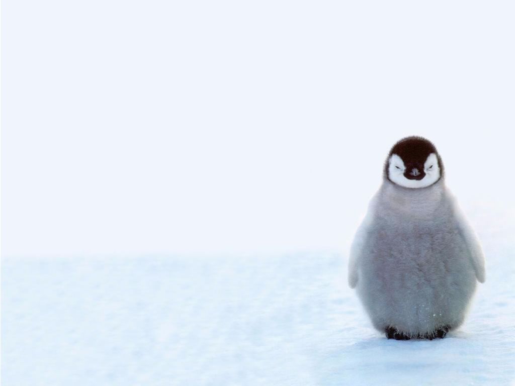 Penguin 4K wallpapers for your desktop or mobile screen free and easy ...