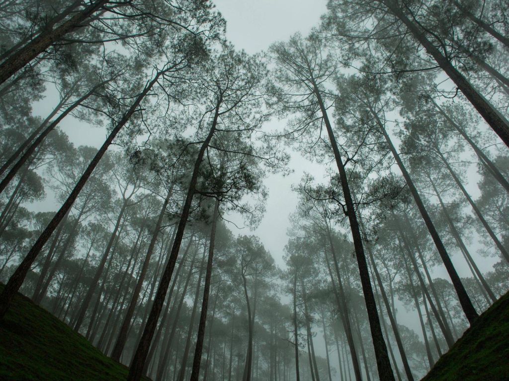 Tranquility in the Woods Almora India wallpaper
