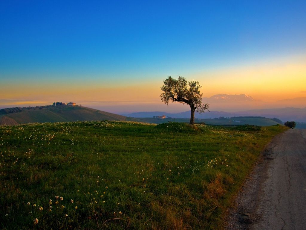 Tree and the Sunset wallpaper