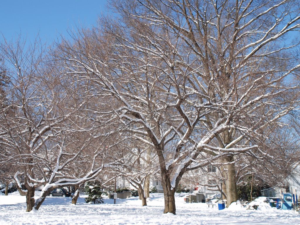 Tree Filled Snow Winter wallpaper
