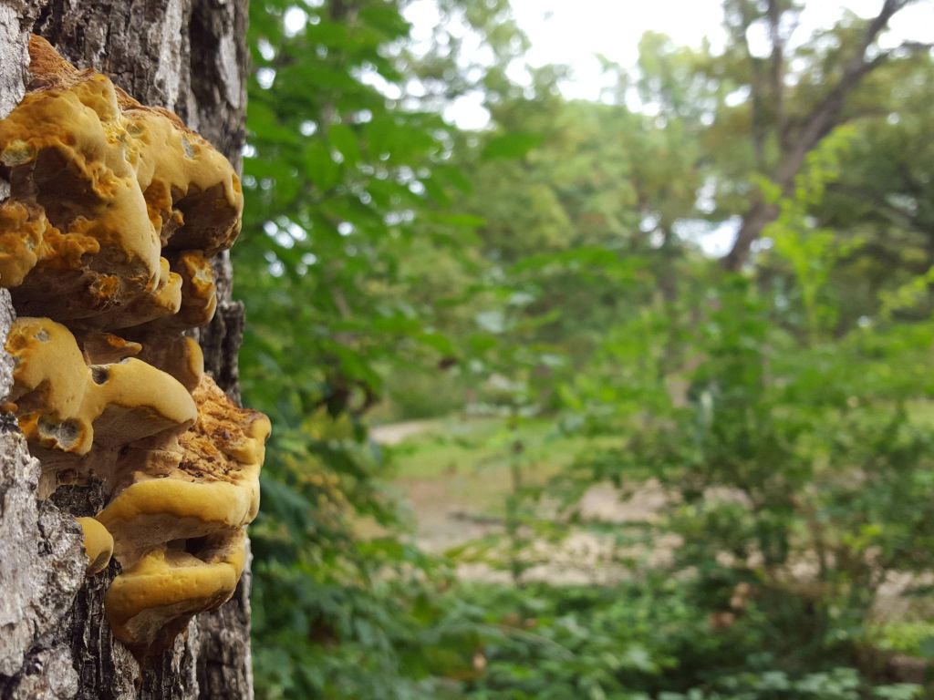 Tree Fungi wallpaper