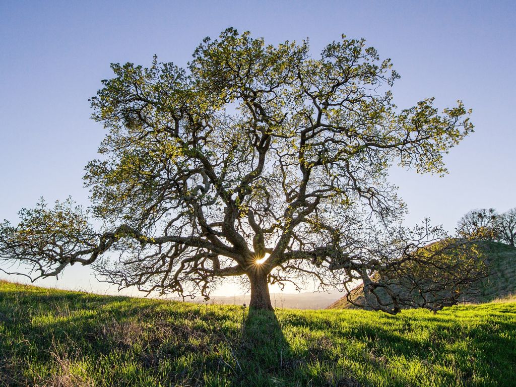 Tree of Life - Shell Ridge Walnut Creek California wallpaper