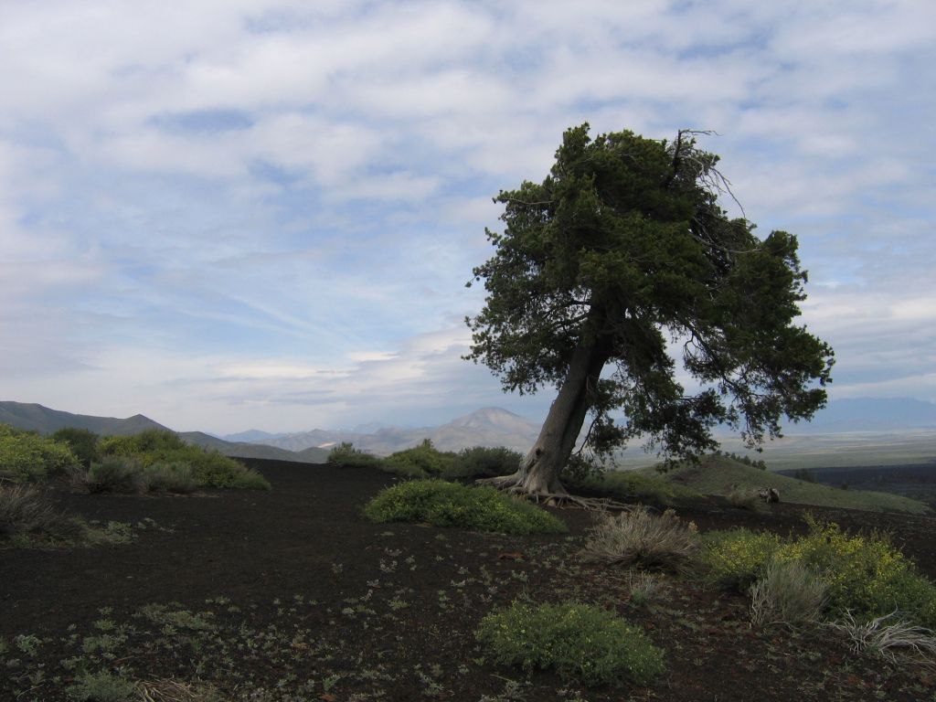 Tree on Volcanic Mount at Craters of the Moon ID wallpaper