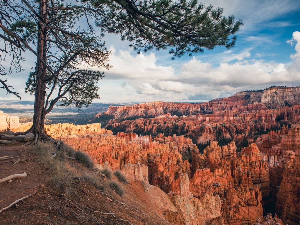 Tree Overlooking the Hoodoos at Bryce Canyon National Park wallpaper