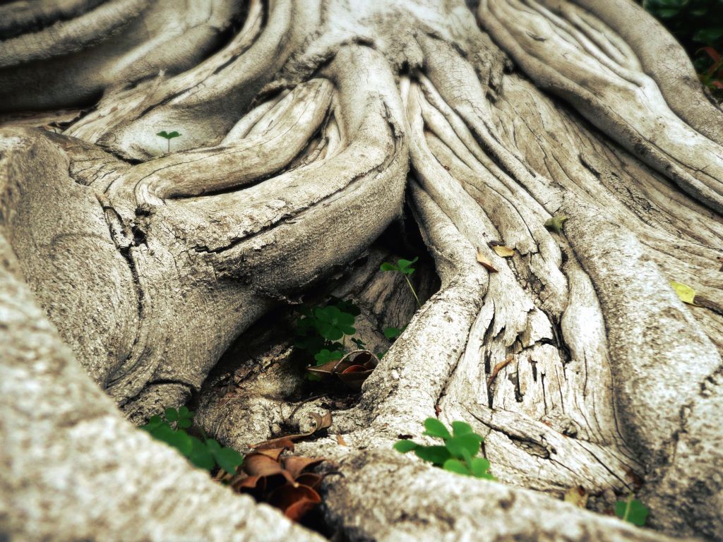 Tree Roots wallpaper