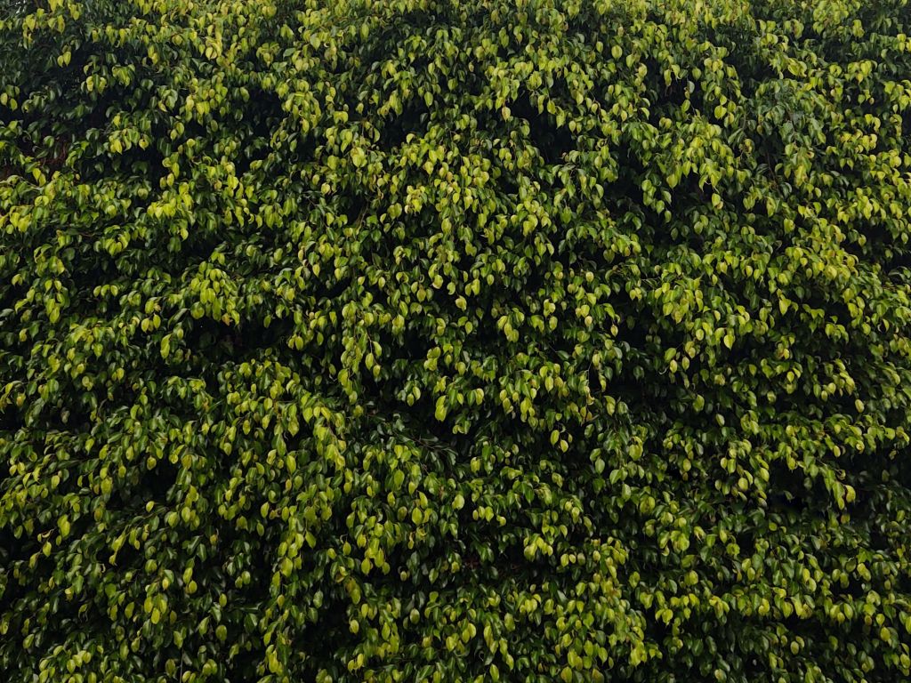 Tree Top wallpaper