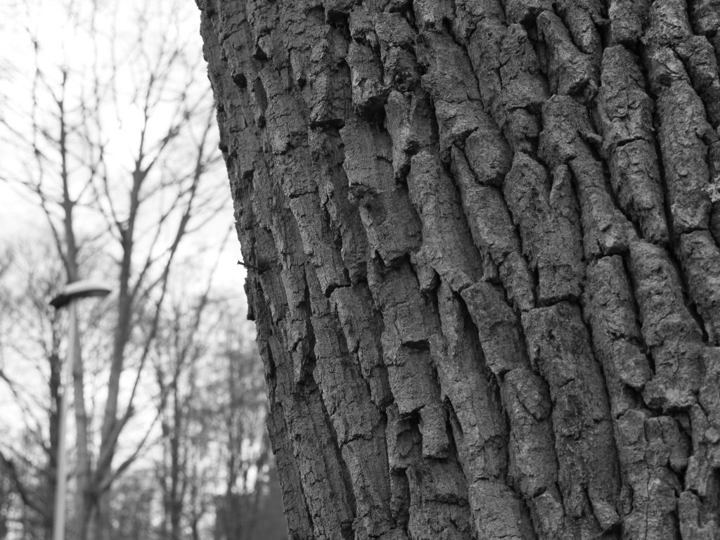 Tree wallpaper