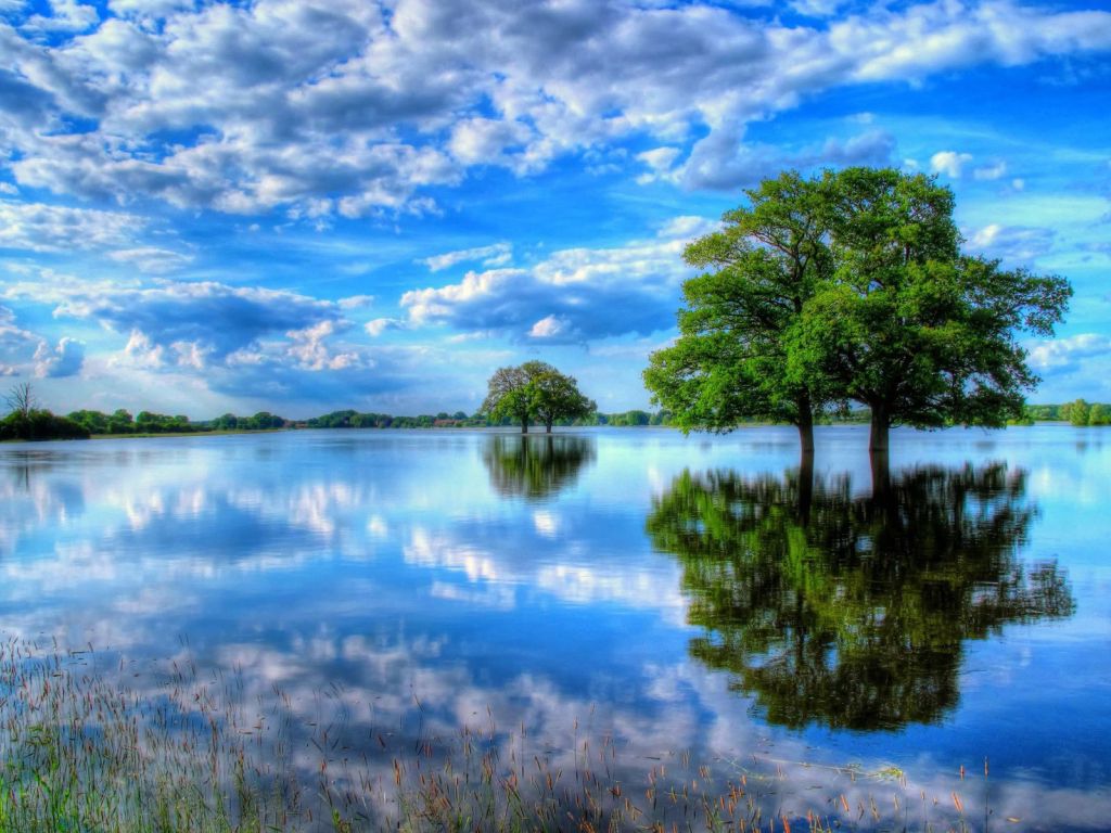 Trees in The Water wallpaper