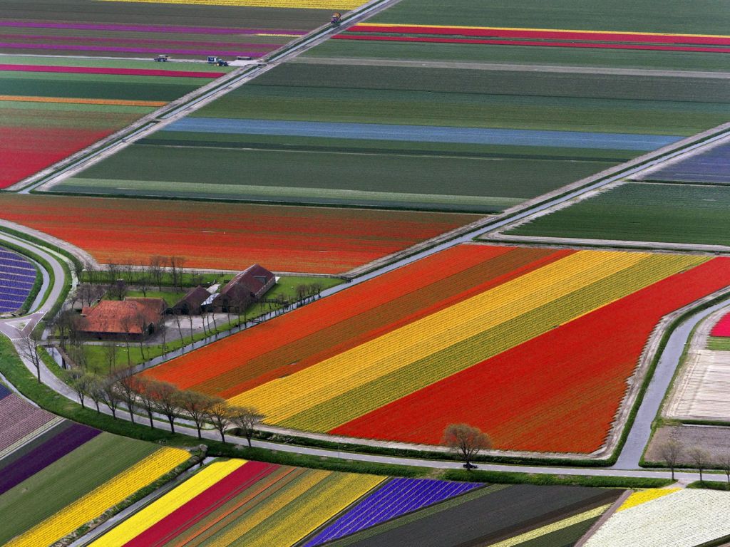 Tulip Fields In Holland wallpaper