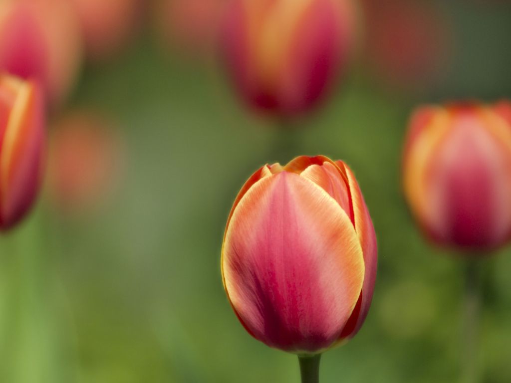 Tulips Macro Shot wallpaper